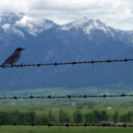 montana1