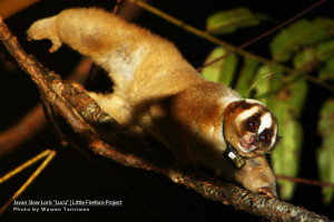 Javan Slow Loris