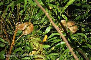 Javan Slow Loris