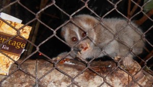 Infant loris learning to gauge gum in Cikananga 