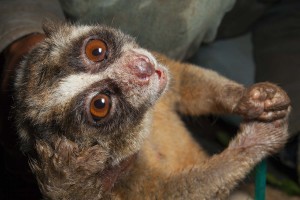 JAVAN SLOW LORIS - Nycticebus javanicus 'WINGKI'