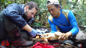 Cutting the radio collar off