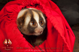 Baby Alomah during his first collaring