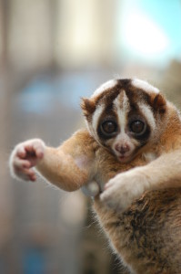 This research aims to increase the welfare of lorises in rescue centres like this one!