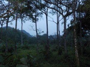 Walking towards the mountains to find the cu li as the sun goes down.  