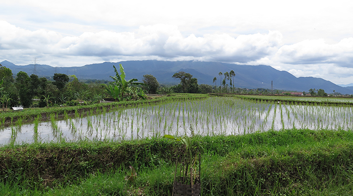 Rice-field_Melissa-Anderton