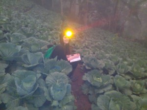 Getting comfortable in the cabbage field while waiting for our loris to wake up!