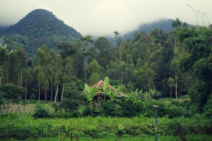 A little bit of the stunning scenery: this is one of the agricultural fields we have mapped for the agroforestry project!