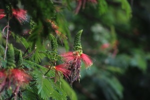 Calliandra calothrysus flowers