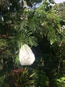 - a pollen-proof bag
