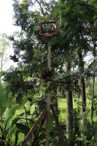 - a pollination box, set up in the forest 
