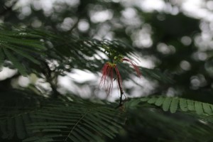 - a Calliandra calothrysus inflorescence in bloom