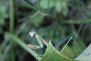 Praying Mantis