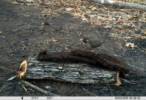 Male greater honeyguide eating wax combs taken by a camera trap.