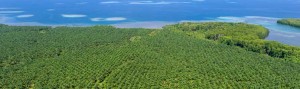 Aerial view of a palm oil plantation (Photo credit: World Wildlife Fund) 