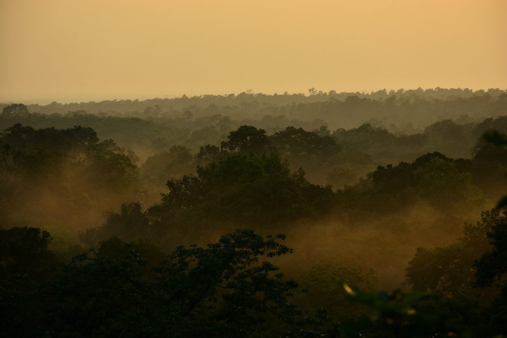 satchari_national_park