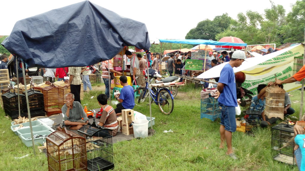 Riuh Pasar Burung di Cirebon