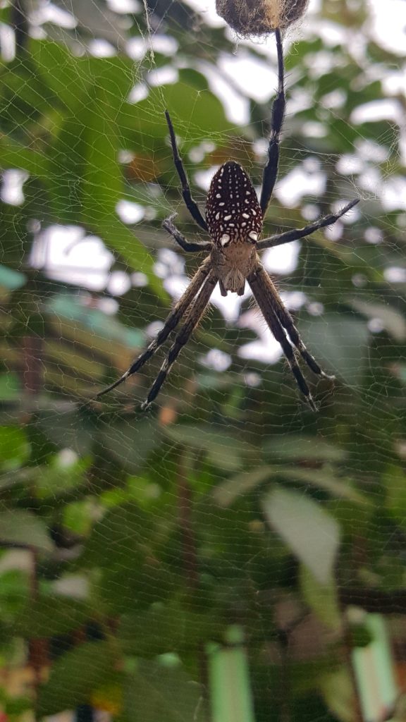 The sophisticated aerial network of the orb-weaver spider