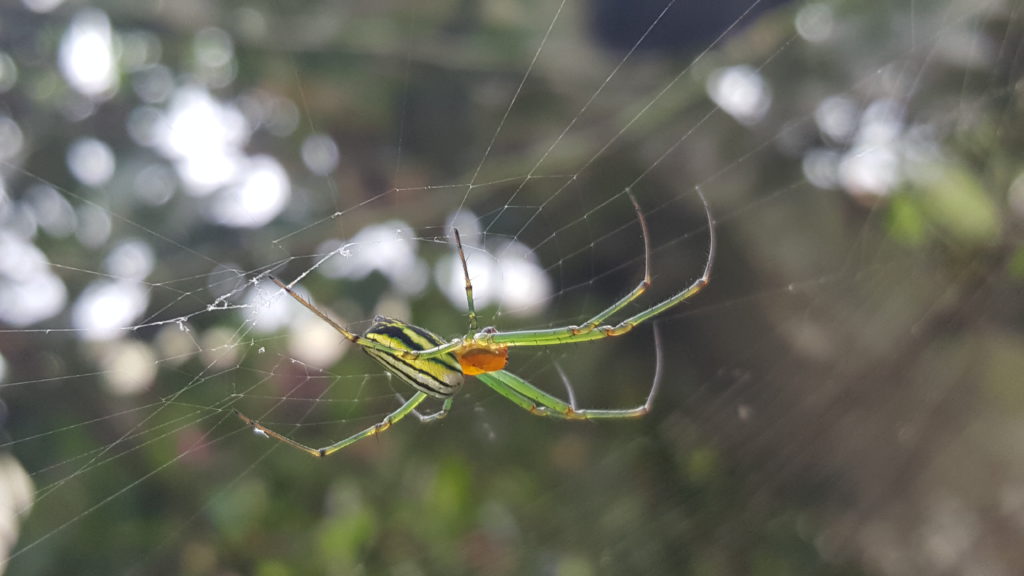 A brilliant spider struggling with its spiderweb