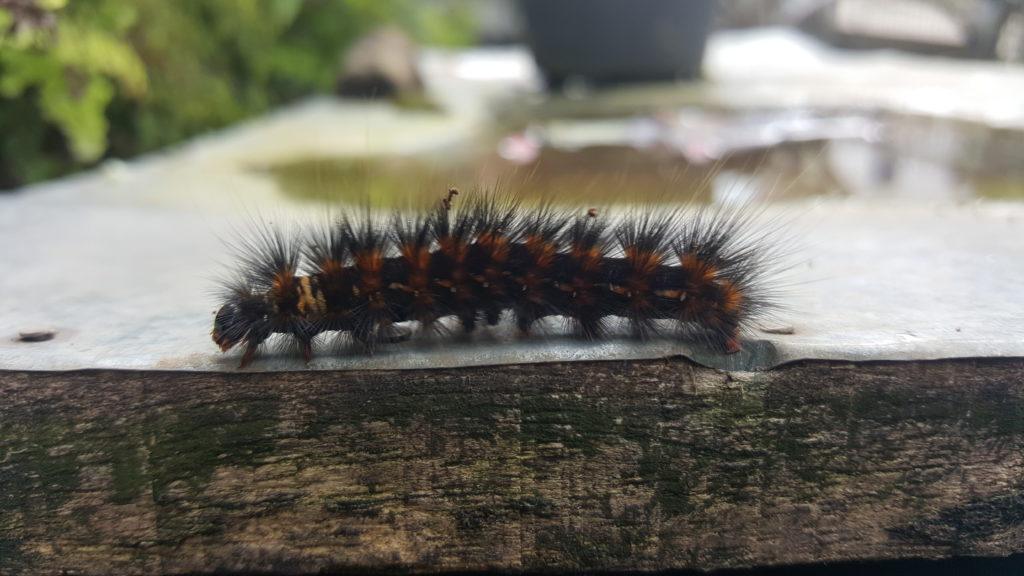 Caterpillars with long bristles