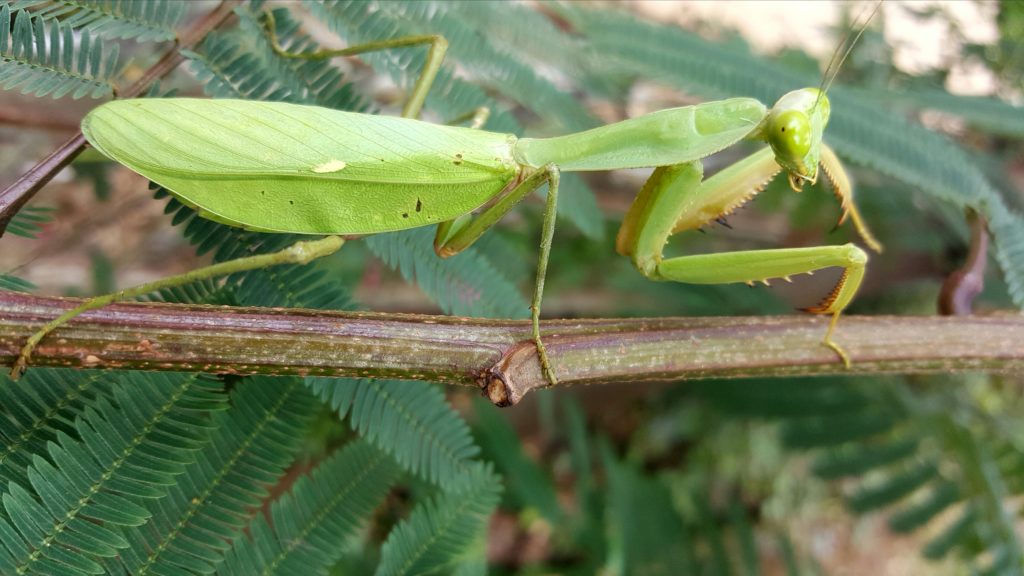 Invertebrates: Mantis specimen