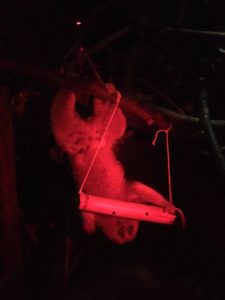 Marley with Bamboo's enrichment