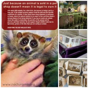 600+ Gambar Hewan Muka Geni Gratis Terbaru