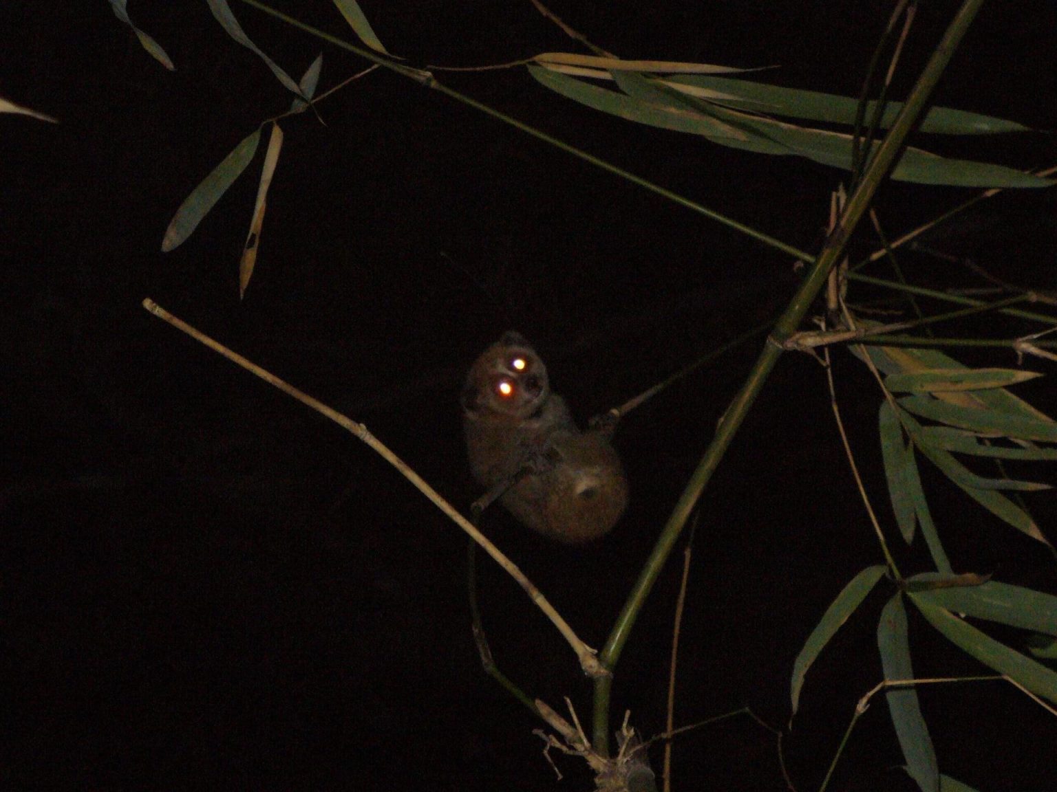 Xanthonycticebus – A new lorisid genus for the pygmy loris - Little ...