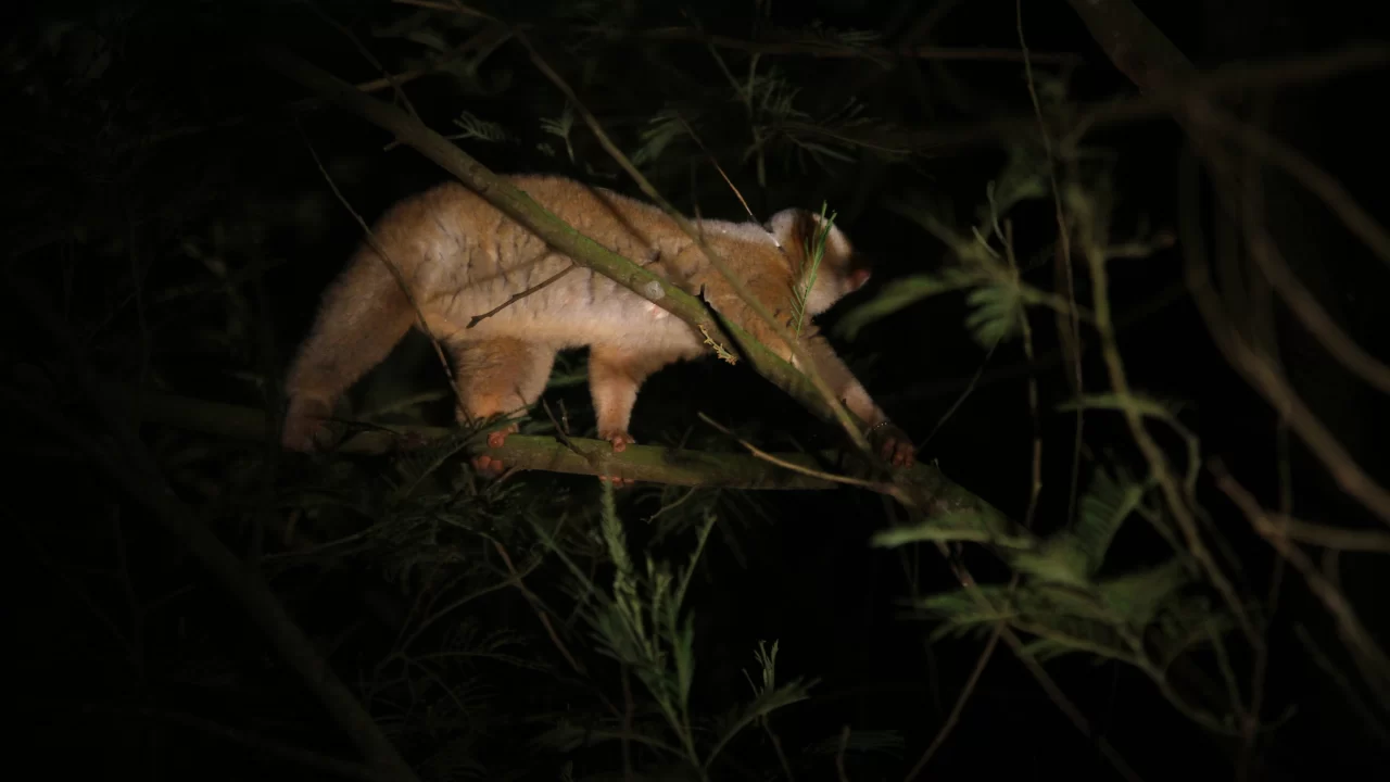 Menyusuri Jejak Perjalanan Kukang Jawa